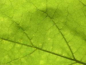 Enfermedad de Lyme e Infecciones Crónicas: Nuestro tratamiento eficaz